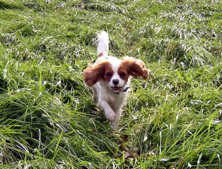 Poppy Running